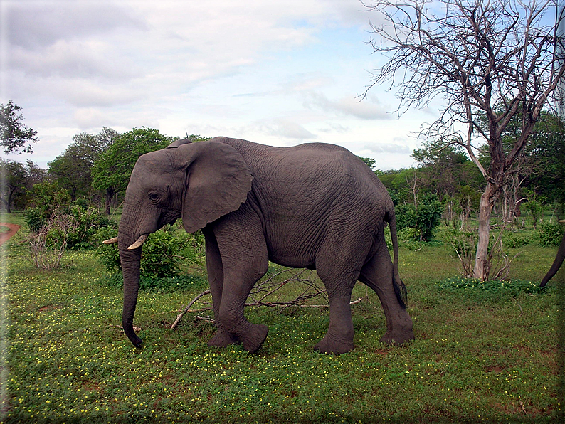 foto Parco nazionale del Chobe